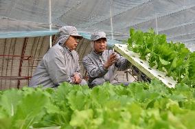 CHINA-HEBEI-HYDROPONIC FARMING (CN)
