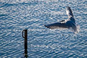 NORTH MACEDONIA-STRUGA-GULLS