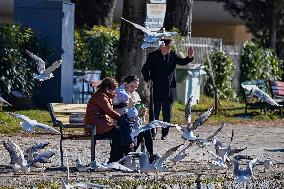 NORTH MACEDONIA-STRUGA-GULLS