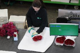 NETHERLANDS-UITHOORN-FLOWERS-VALENTINE'S DAY