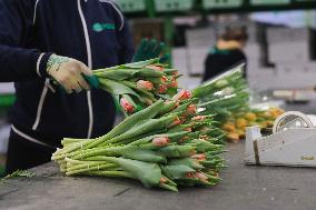 NETHERLANDS-UITHOORN-FLOWERS-VALENTINE'S DAY