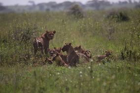 TANZANIA-SERENGETI NATIONAL PARK