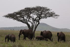 TANZANIA-SERENGETI NATIONAL PARK