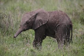 TANZANIA-SERENGETI NATIONAL PARK