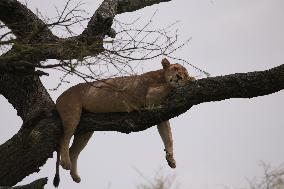 TANZANIA-SERENGETI NATIONAL PARK