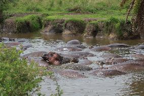 TANZANIA-SERENGETI NATIONAL PARK