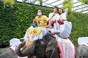 THAILAND-PATTAYA-ELEPHANTS-WEDDING-VALENTINE'S DAY