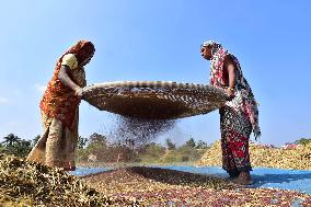 INDIA-ASSAM-NAGAON-MUSTARD HARVESTING
