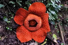 INDONESIA-WEST SUMATRA-RAFFLESIA FLOWER-BLOOM