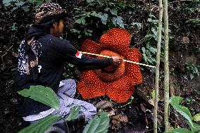 INDONESIA-WEST SUMATRA-RAFFLESIA FLOWER-BLOOM