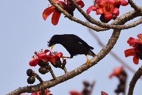 INDIA-ASSAM-NAGAON-BIRDS