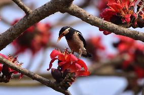 INDIA-ASSAM-NAGAON-BIRDS
