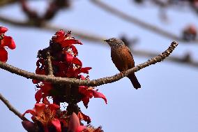 INDIA-ASSAM-NAGAON-BIRDS