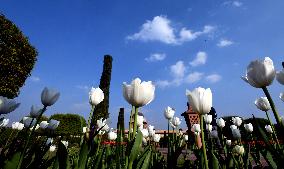 INDIA-NEW DELHI-TULIPS