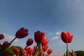 INDIA-NEW DELHI-TULIPS