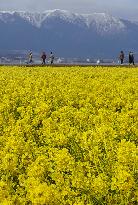 Yellow flowers in Shiga