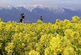 Yellow flowers in Shiga