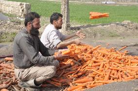 AFGHANISTAN-KUNDUZ-CARROT-HARVEST