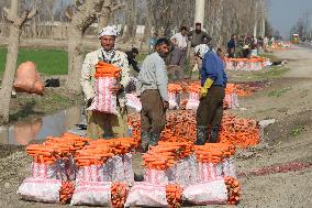 AFGHANISTAN-KUNDUZ-CARROT-HARVEST