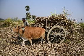 INDIA-NAGAON-SUGARCANE