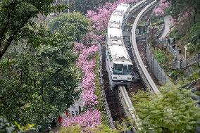 CHINA-CHONGQING-TRAIN-FLOWER (CN)