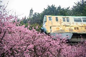 CHINA-CHONGQING-TRAIN-FLOWER (CN)