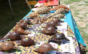 NAMIBIA-WINDHOEK-WORLD PANGOLIN DAY