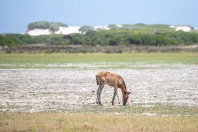 SOUTH AFRICA-ROOISAND NATURE RESERVE-WILD HORSES