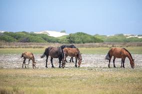 SOUTH AFRICA-ROOISAND NATURE RESERVE-WILD HORSES