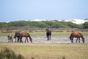 SOUTH AFRICA-ROOISAND NATURE RESERVE-WILD HORSES
