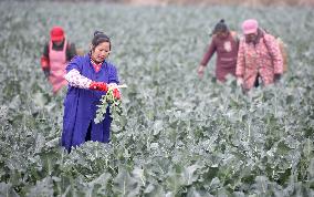 #CHINA-GUIZHOU-SPRING FARMING (CN)