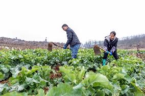 #CHINA-GUIZHOU-SPRING FARMING (CN)