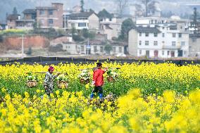 CHINA-GUIZHOU-SPRING FARMING (CN)