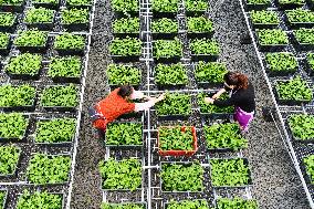 CHINA-GUIZHOU-RONGJIANG-SPRING PLOUGHING(CN)