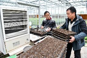 CHINA-GUIZHOU-RONGJIANG-SPRING PLOUGHING(CN)