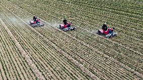 CHINA-SHANDONG-SPRING PLOUGHING(CN)