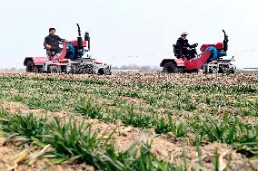 CHINA-SHANDONG-SPRING PLOUGHING(CN)