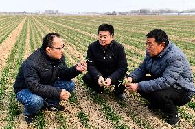 CHINA-SHANDONG-SPRING PLOUGHING(CN)