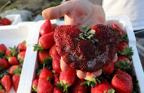 ISRAEL-NETANYA-GUINNESS WORLD RECORD-HEAVIEST STRAWBERRY