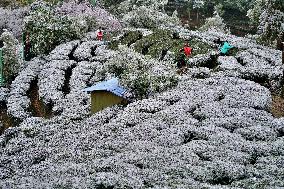 #CHINA-SNOW-SCENERY (CN)