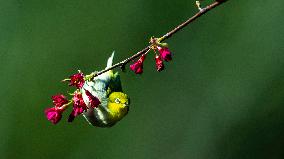 CHINA-FUJIAN-FUZHOU-BIRD-CHERRY BLOSSOMS (CN)