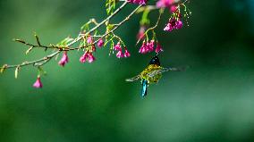 CHINA-FUJIAN-FUZHOU-BIRD-CHERRY BLOSSOMS (CN)