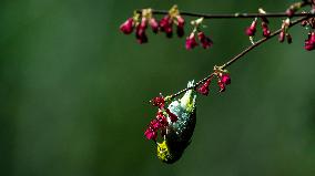 CHINA-FUJIAN-FUZHOU-BIRD-CHERRY BLOSSOMS (CN)