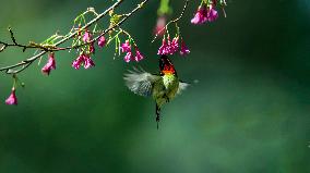 CHINA-FUJIAN-FUZHOU-BIRD-CHERRY BLOSSOMS (CN)