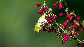 CHINA-FUJIAN-FUZHOU-BIRD-CHERRY BLOSSOMS (CN)