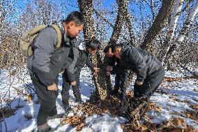 CHINA-JILIN-WILD ANIMALS-PROTECTION (CN)