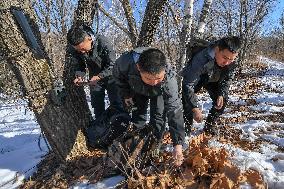 CHINA-JILIN-WILD ANIMALS-PROTECTION (CN)