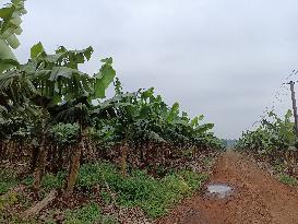 CHINA-HAINAN-BANANA FARMING (CN)