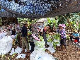 CHINA-HAINAN-BANANA FARMING (CN)