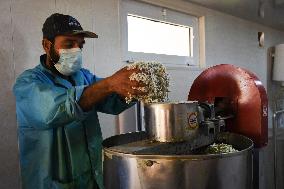 AFGHANISTAN-MAZAR-I-SHARIF-COOKING OIL PLANT-RESUMPTION